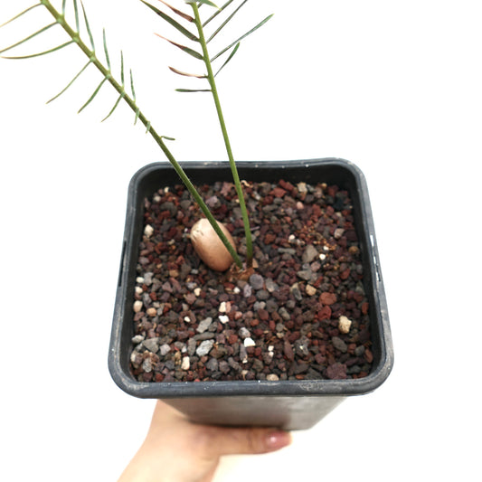 Encephalartos ghellinckii young cycad with slender green leaves and textured caudex in black pot