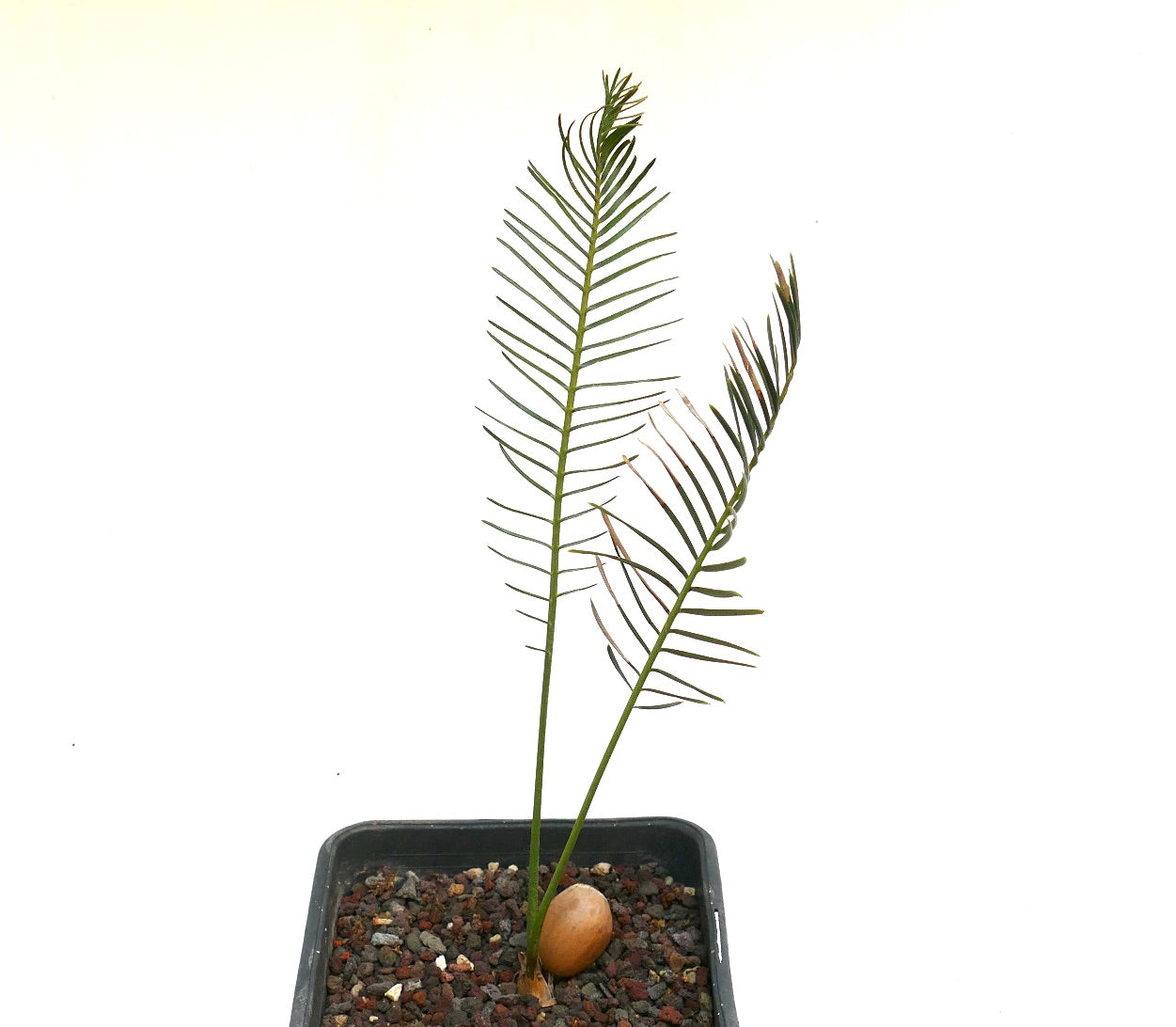 Encephalartos ghellinckii young cycad with slender green fronds in black pot