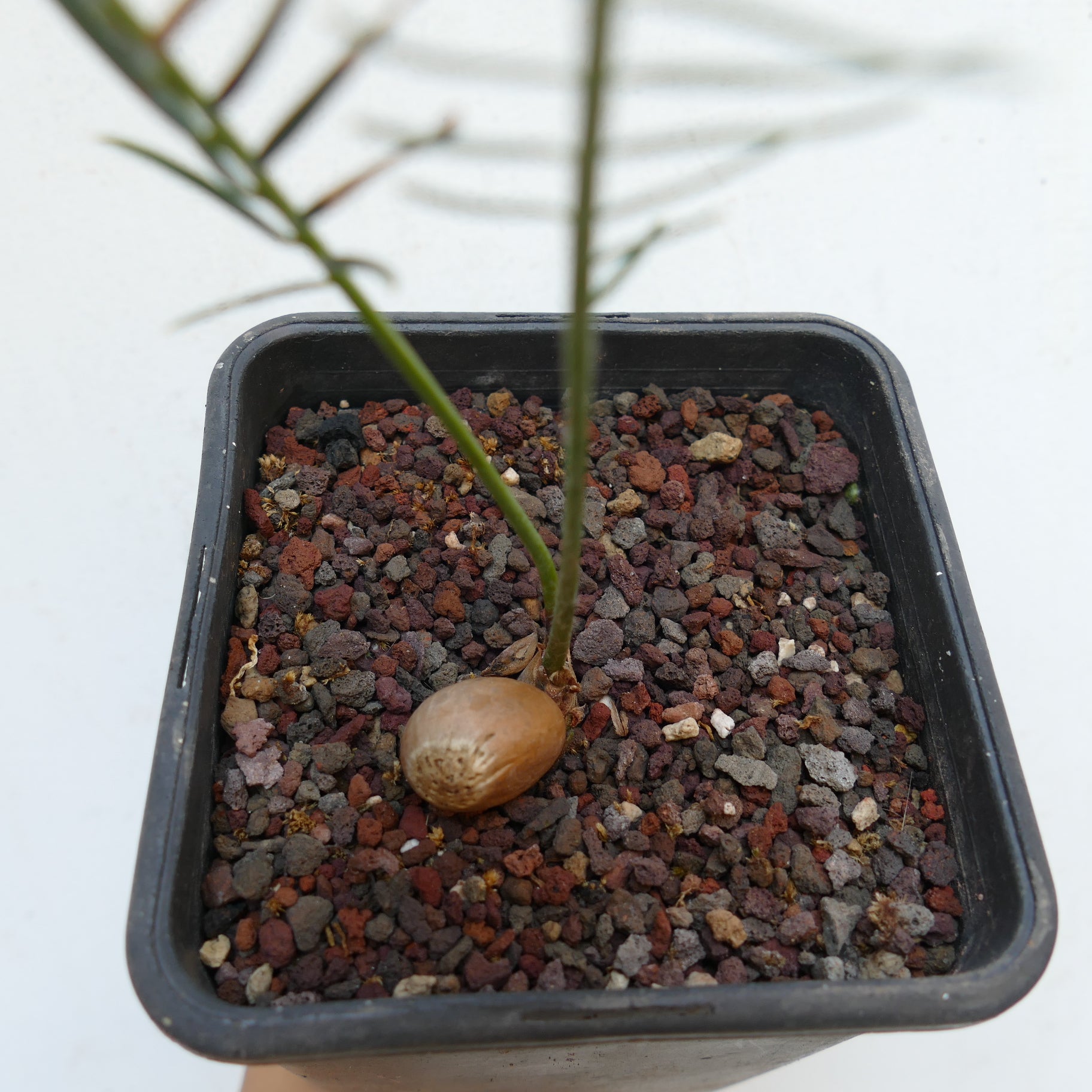 Encephalartos ghellinckii young cycad seedling with slender green leaves in pot