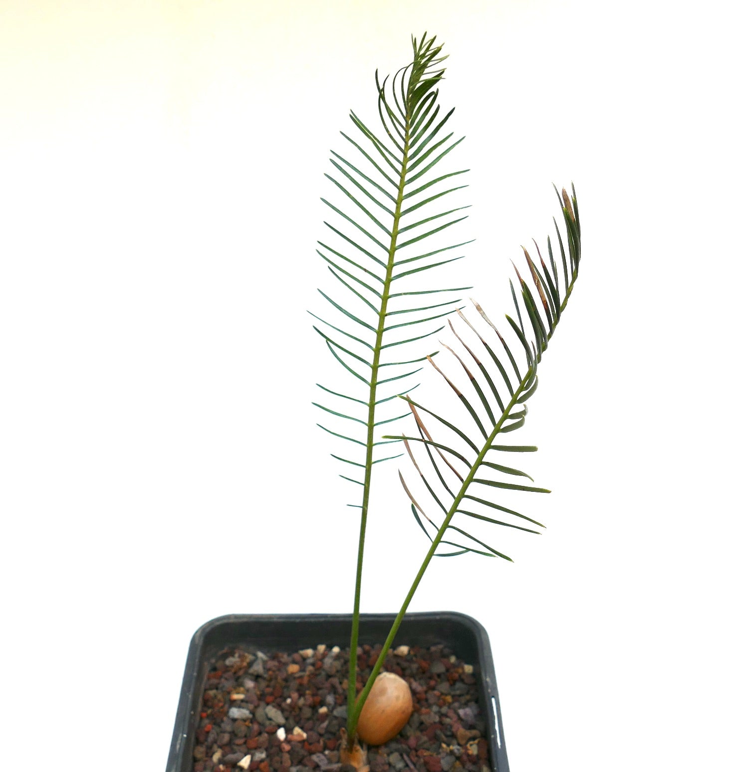 Encephalartos ghellinckii young cycad with slender green leaflets and brown tips in pot