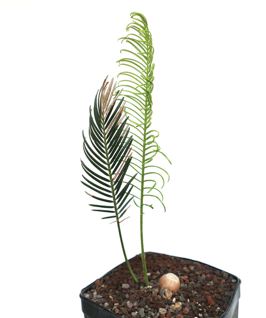 Encephalartos ghellinckii young rare cycad with slender green and brown leaves in pot