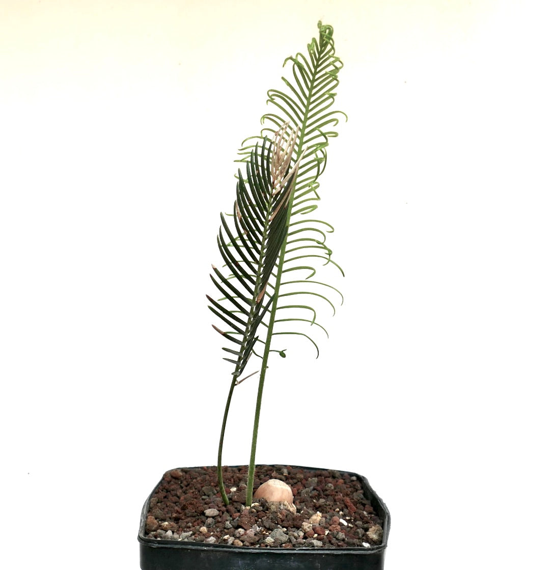 Encephalartos ghellinckii young rare cycad with slender curved green leaflets in pot