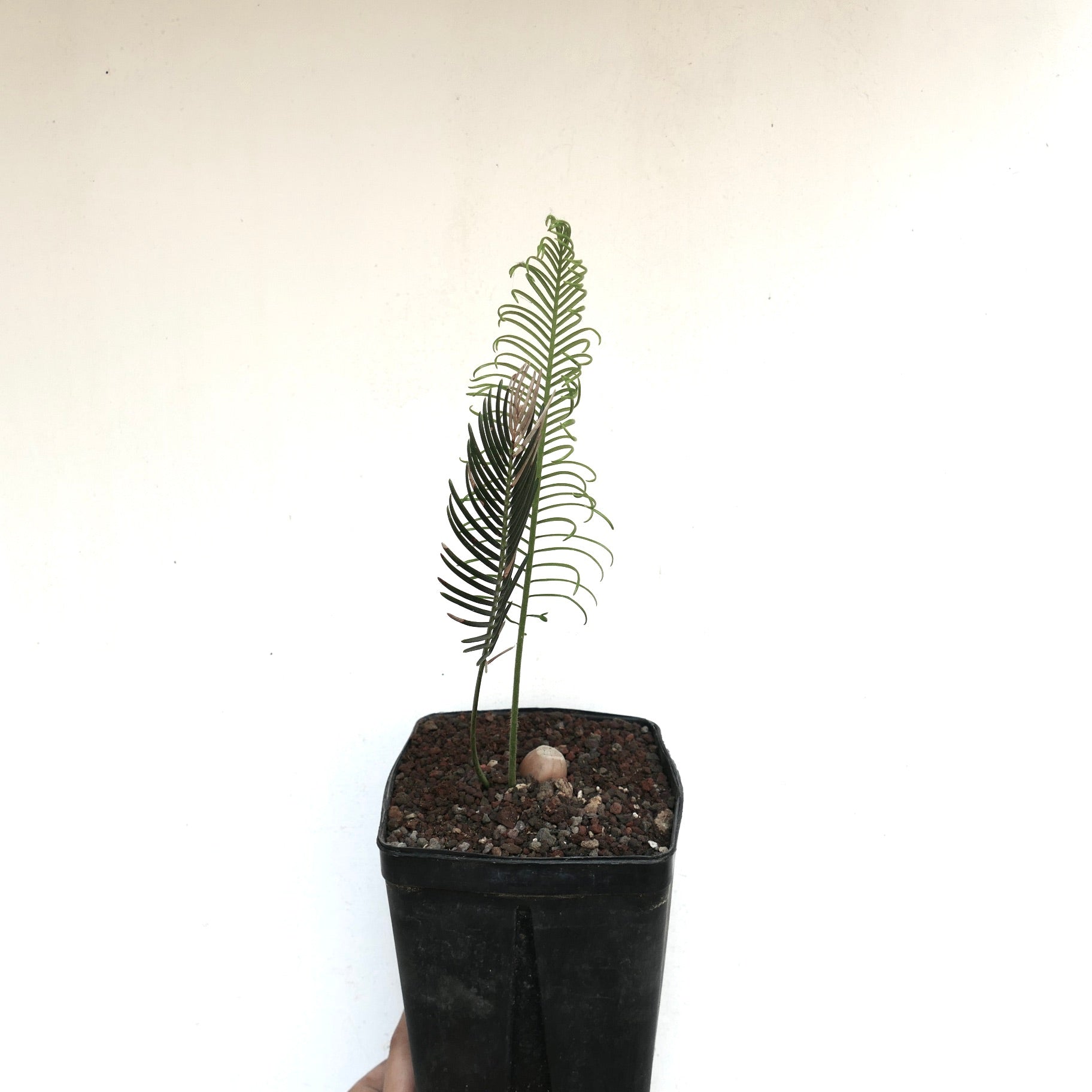 Encephalartos ghellinckii young rare cycad with slender green leaflets in black pot