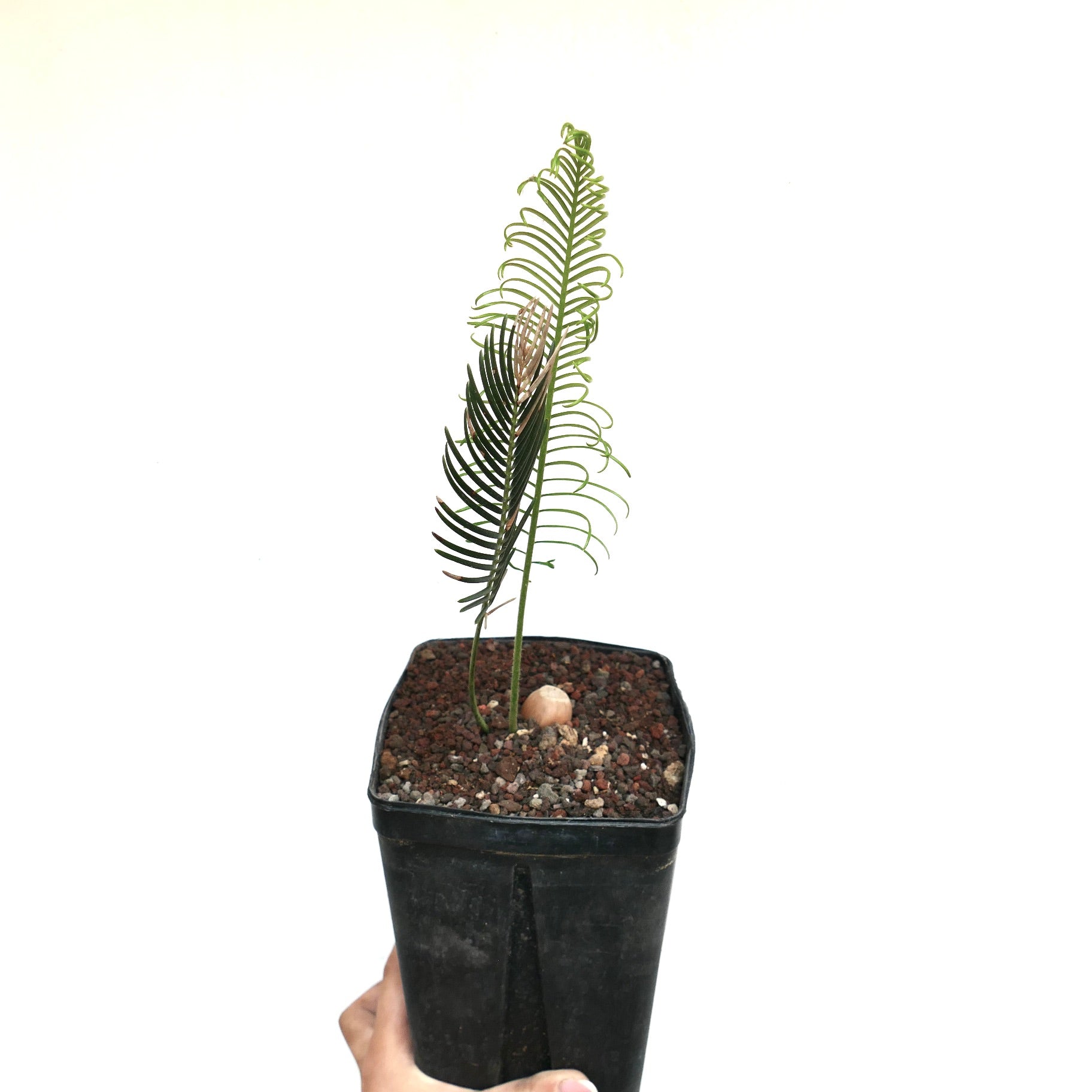 Encephalartos ghellinckii young cycad with delicate green and brown pinnate leaves in black pot