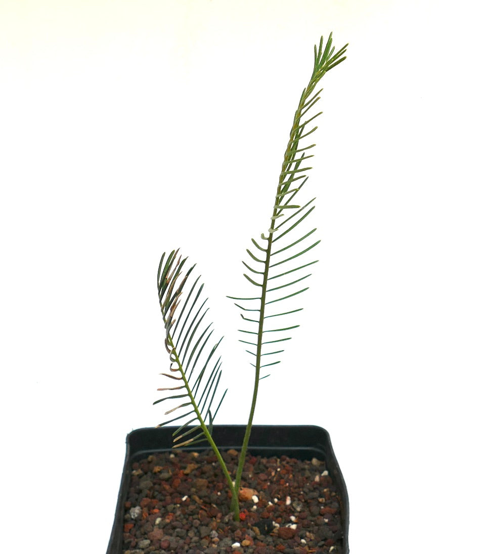 Encephalartos ghellinckii giovane cicad rare con sottili foglioline verdi in vaso