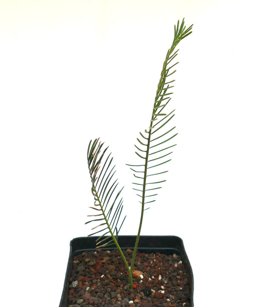 Encephalartos ghellinckii young rare cycad with slender green leaflets in pot