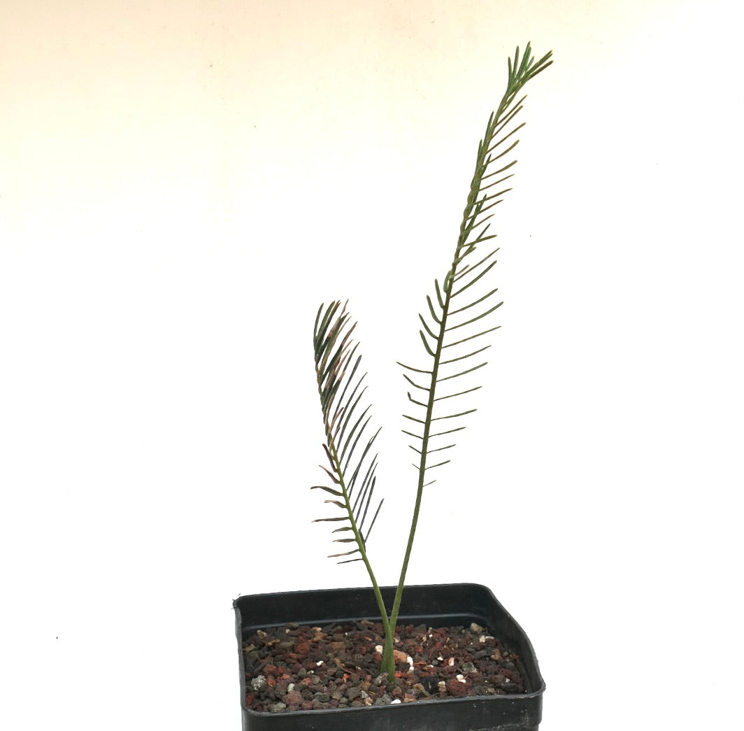 Encephalartos ghellinckii giovane cicade rara con sottili foglioline verdi in vaso nero