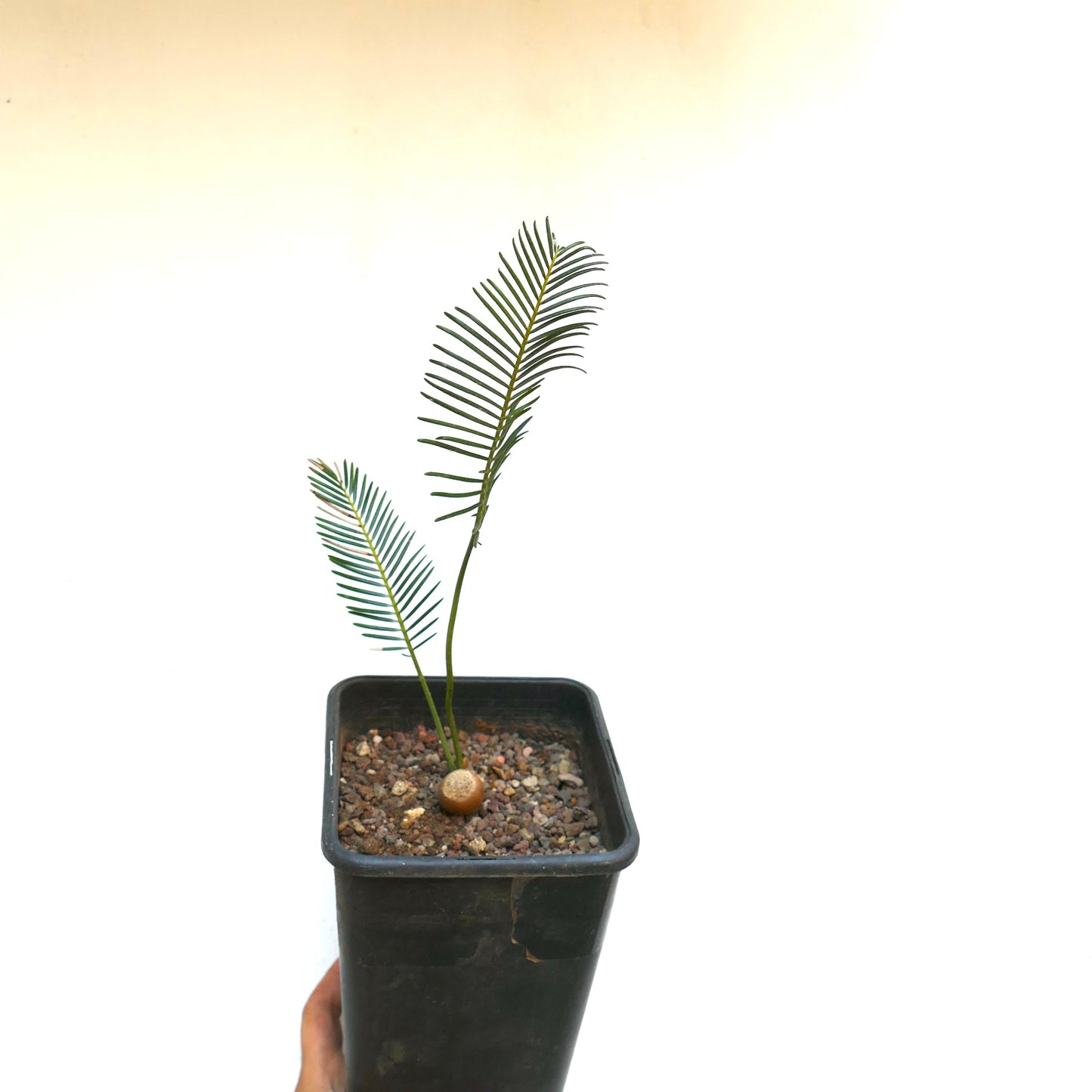 Encephalartos ghellinckii joven y rara cicadácea con dos hojas verdes delgadas en maceta negra