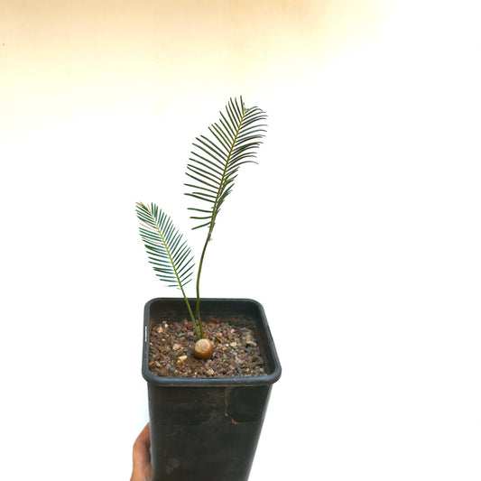 Encephalartos ghellinckii young rare cycad with two slender green leaves in black pot