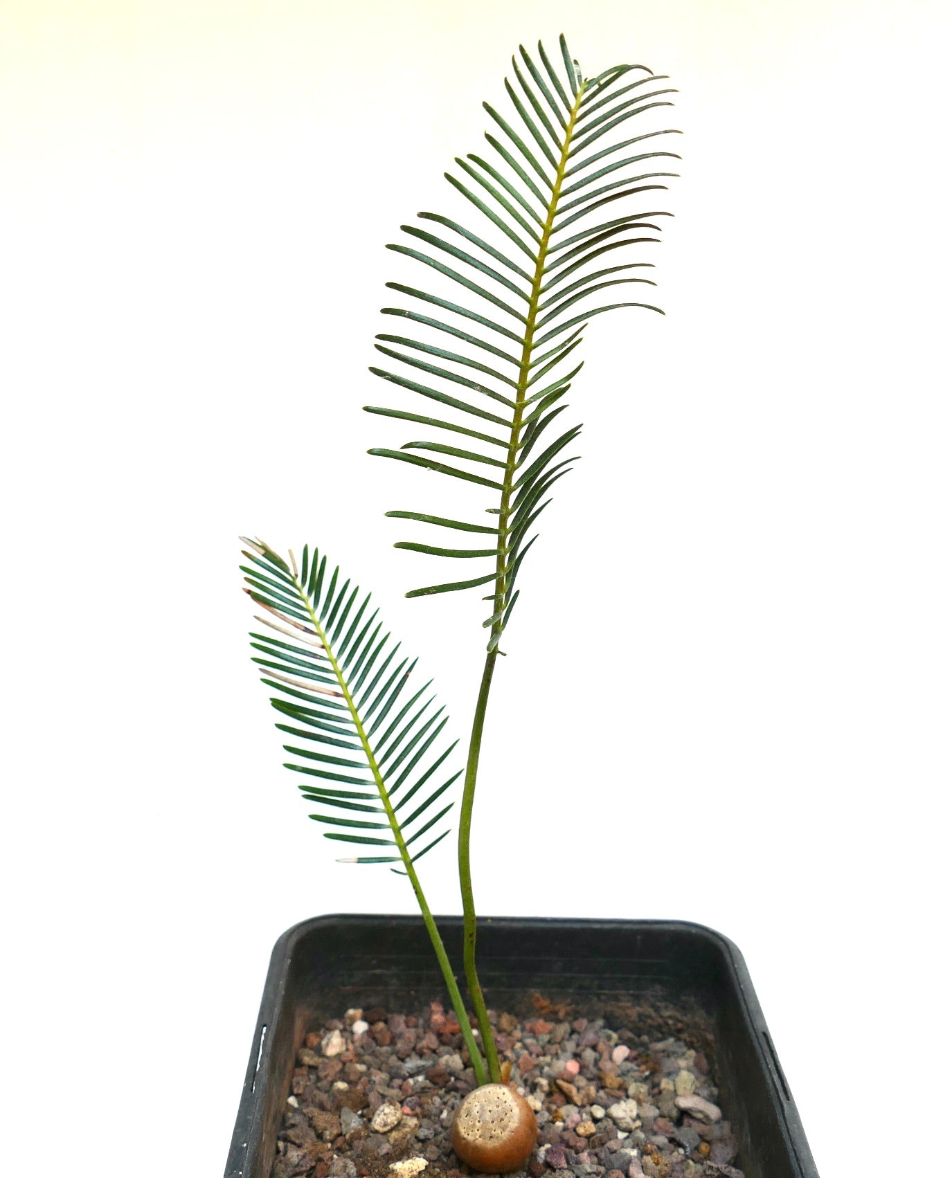 Encephalartos ghellinckii joven cícada rara con hojas verdes delgadas y caudex redondo en maceta