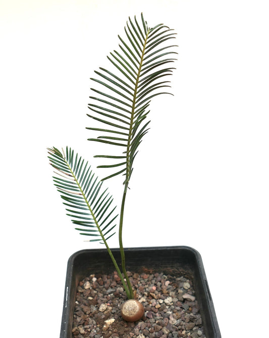Encephalartos ghellinckii young rare cycad with two slender green leaves in pot