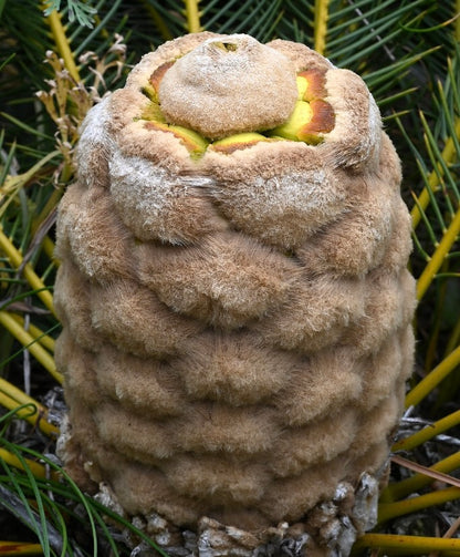 Encephalartos ghellinckii (2 leaves seedling)