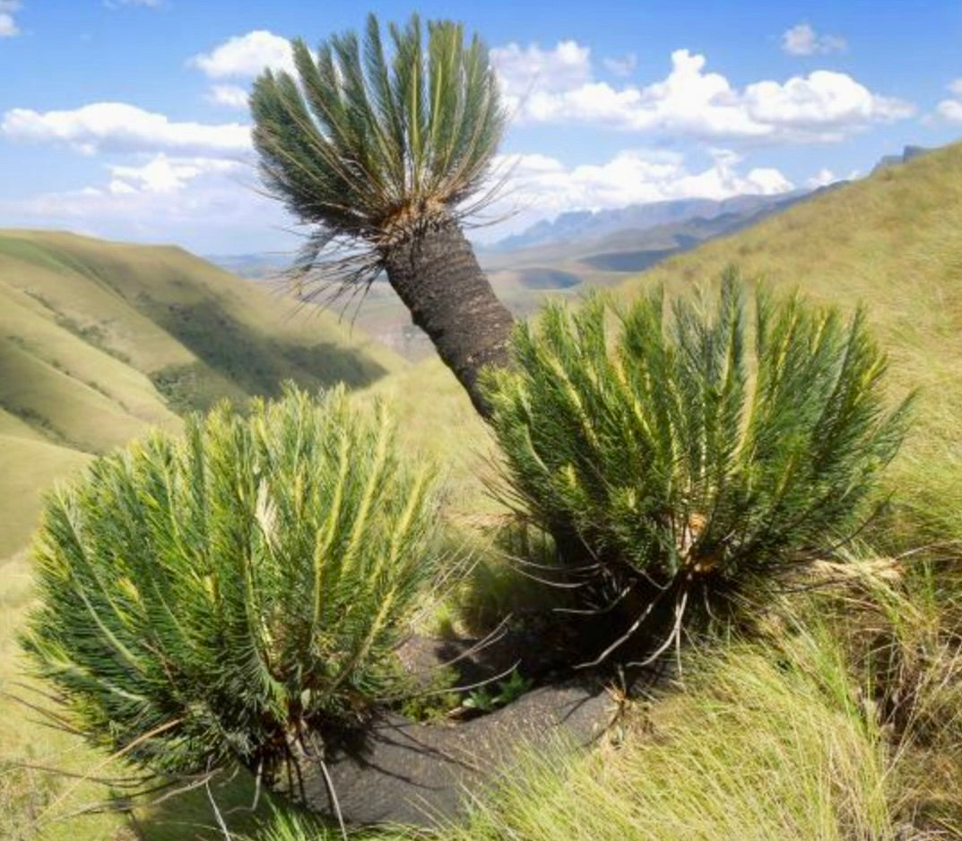 Encephalartos ghellinckii (2 leaves seedling)