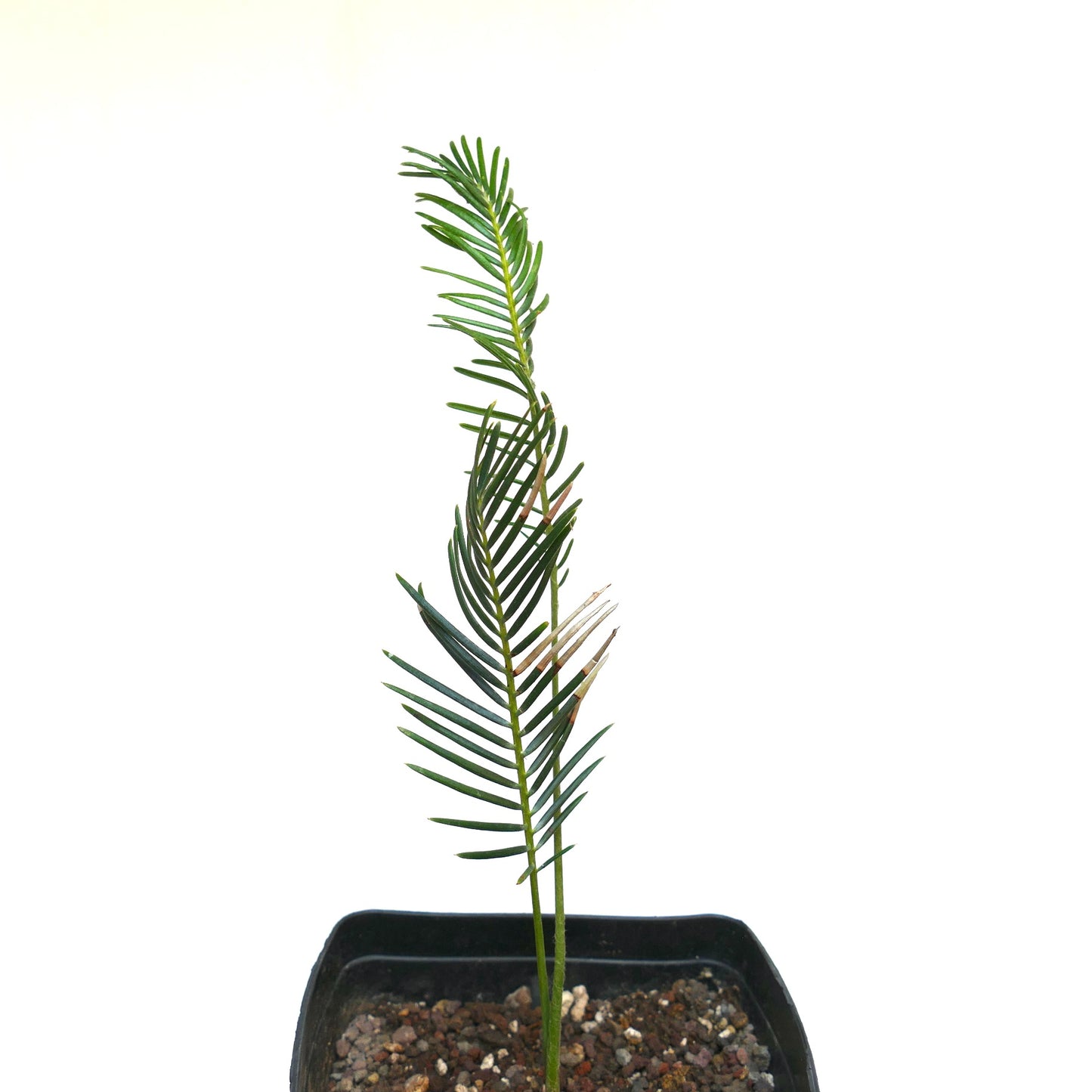 Encephalartos ghellinckii cícada joven y delgada con hojas pinnadas verde oscuro en maceta negra