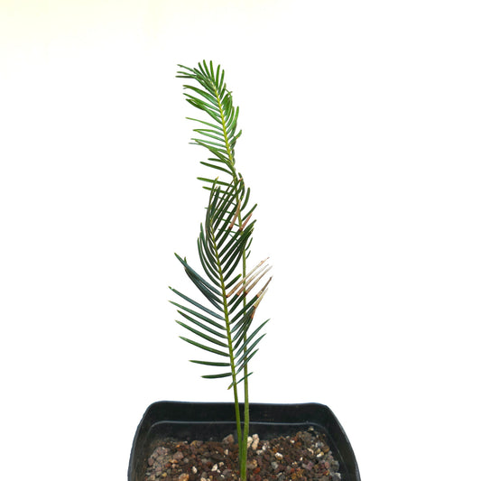 Encephalartos ghellinckii slender young cycad with dark green pinnate leaves in black pot