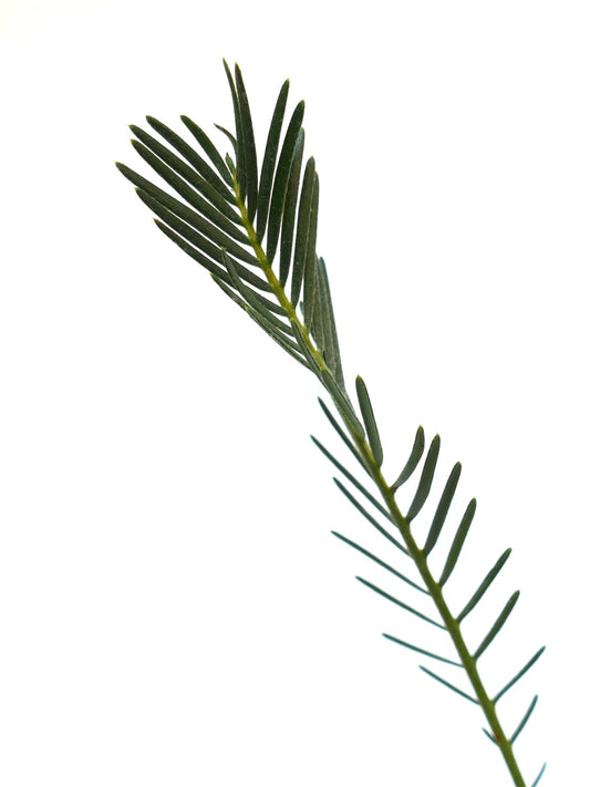 Encephalartos ghellinckii slender green cycad leaf with narrow leaflets and smooth texture