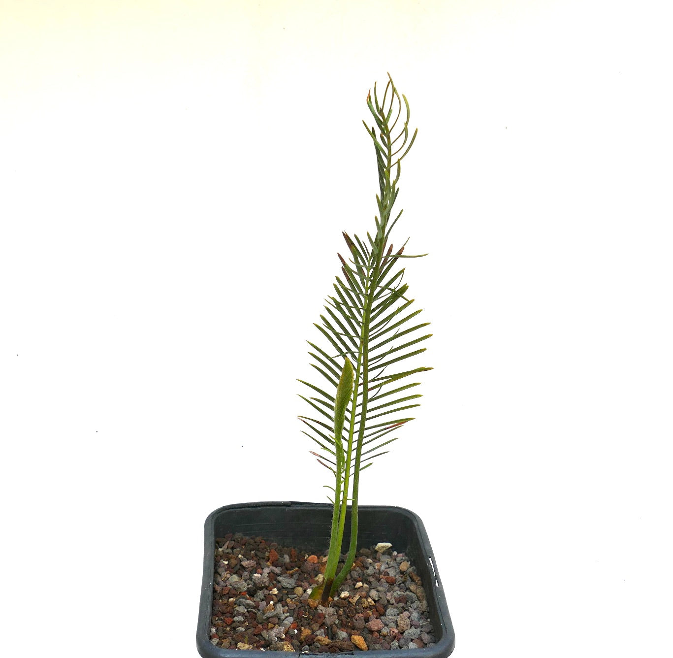 エンセファラルトス・ゲリンキー | Botanical Archive | ユニークな発見