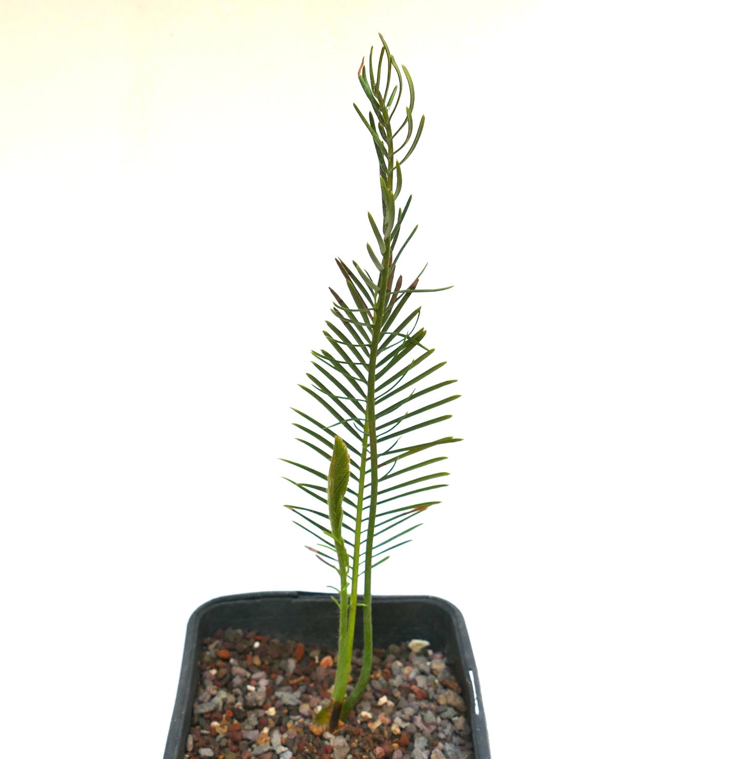 エンセファラルトス・ゲリンキー | Botanical Archive | ユニークな発見