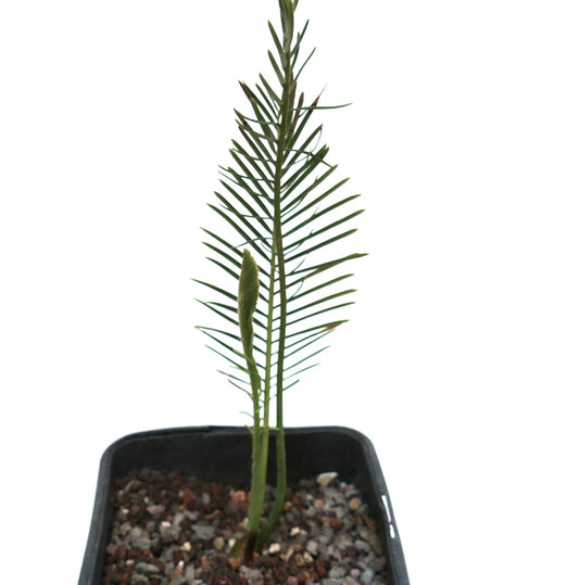 Encephalartos ghellinckii young rare cycad with slender green leaves in pot