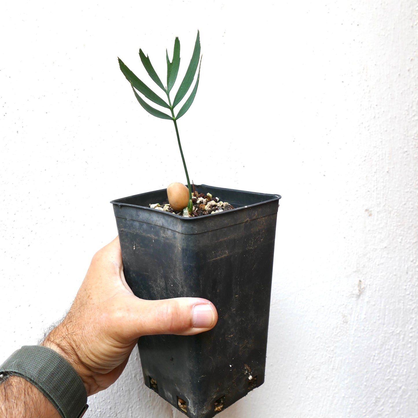 Encephalartos heenanii young seedling with slender green leaflets and visible seed in black pot