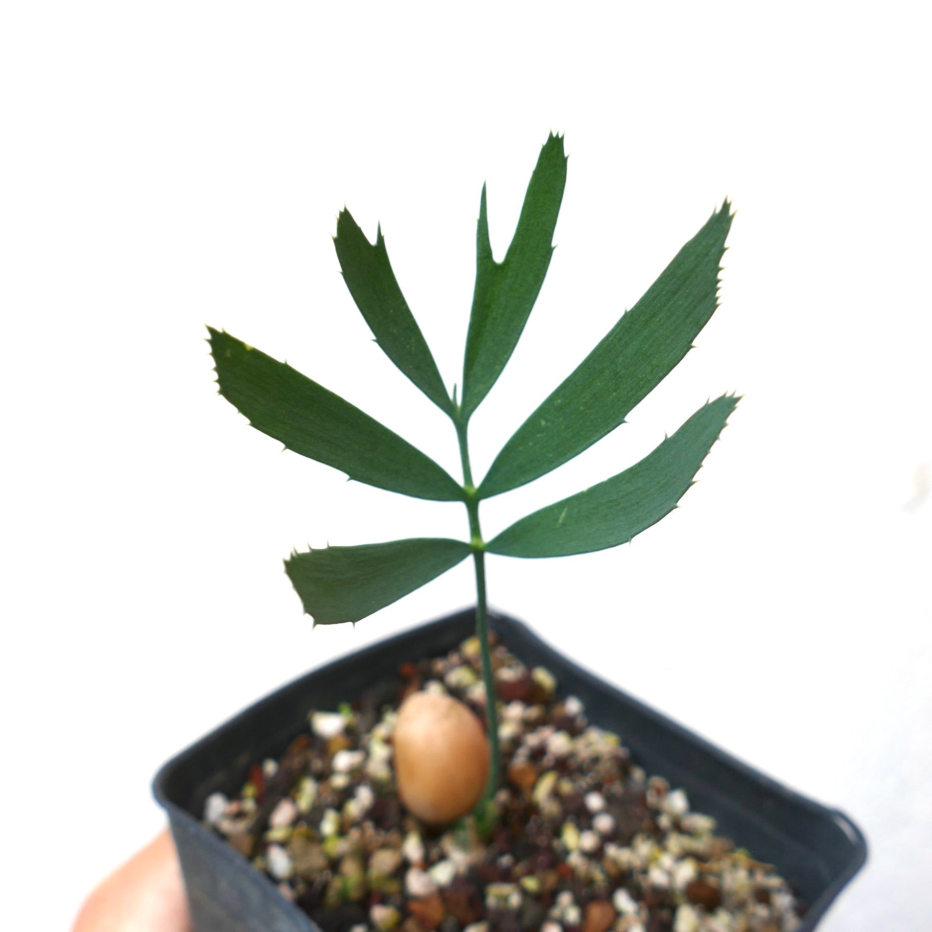 Encephalartos heenanii young seedling with spiny-edged green leaflets in small pot