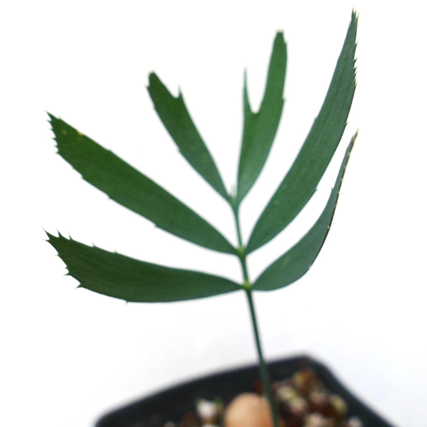 Encephalartos heenanii young seedling with slender green leaflets and small spines