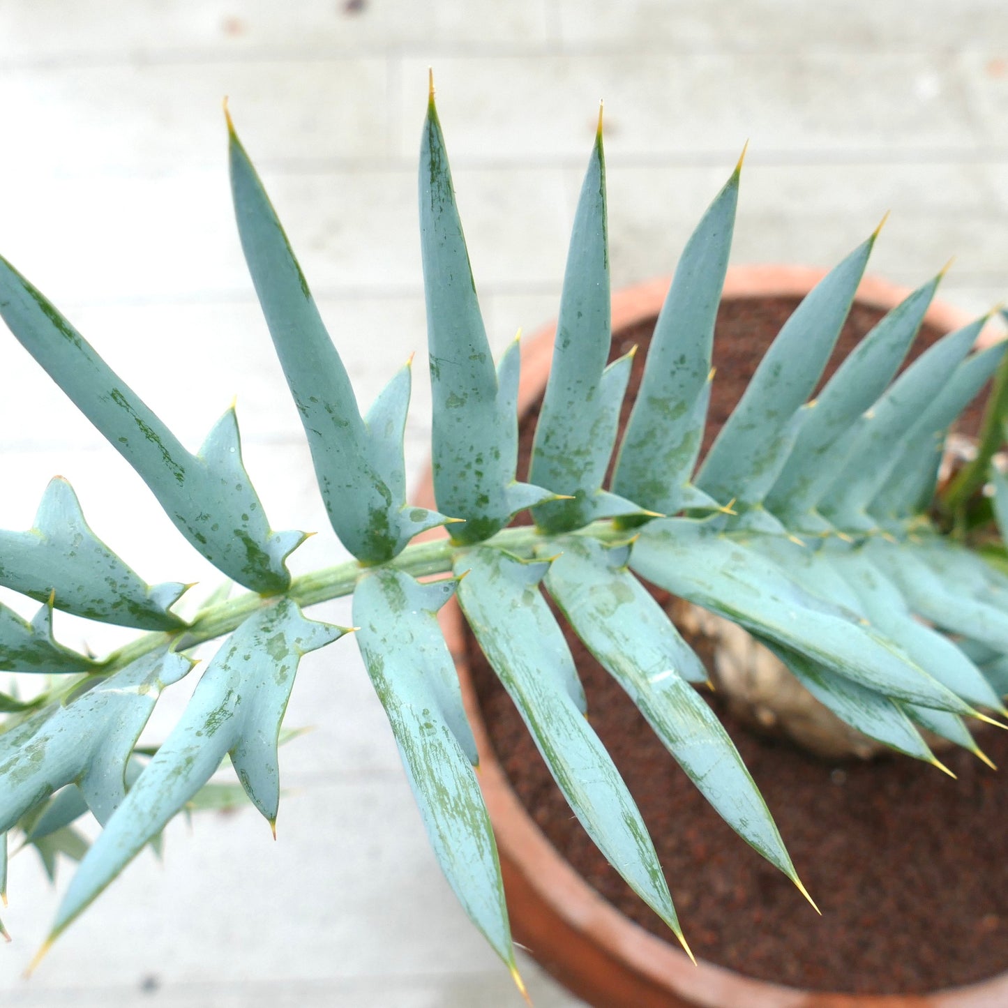 Encephalartos horridus 14cm x 12,5cm CAUDEX machio