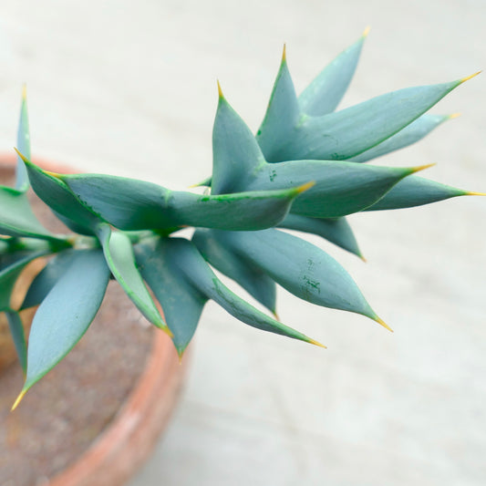 Encephalartos horridus succulent with blue-green spiny leaves and sharp yellow tips growing in pot