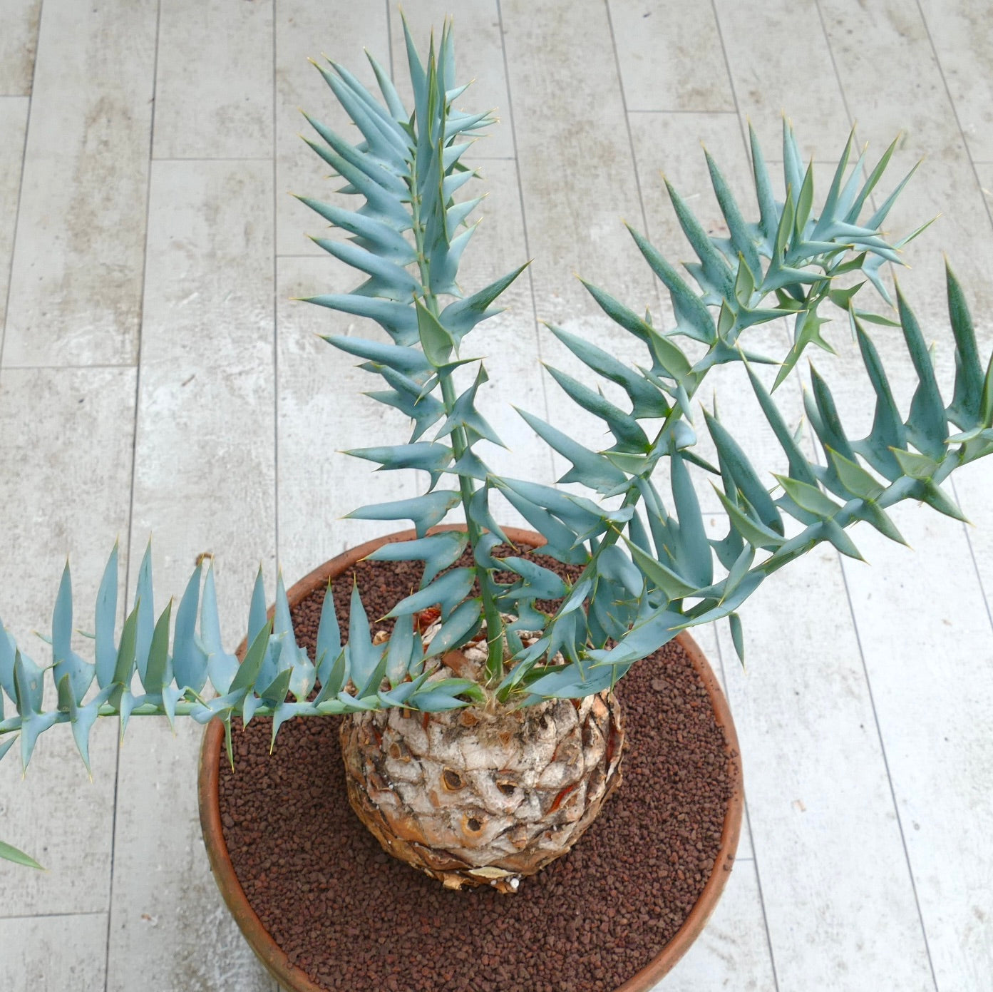 Encephalartos horridus 18,5cm x 16cm CAUDEX femmina