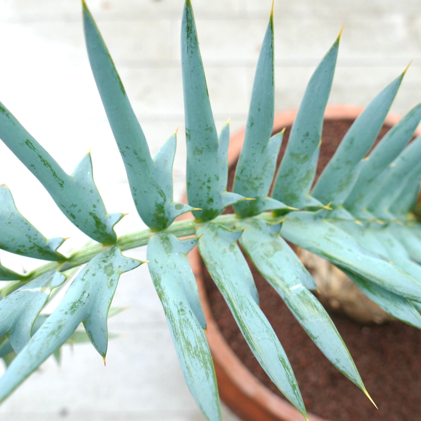 Encephalartos horridus 14cm x 12,5cm CAUDEX machio