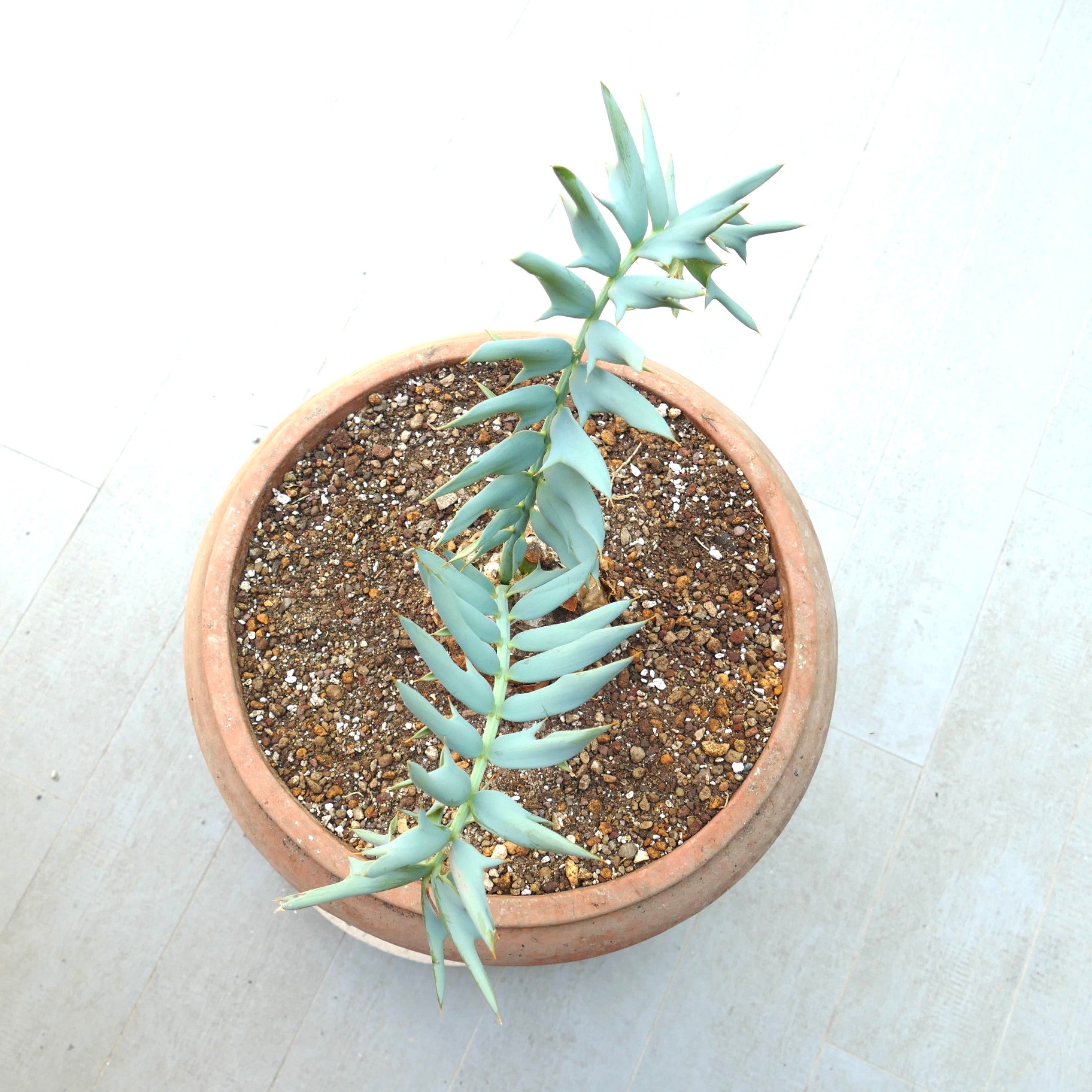Encephalartos horridus succulent plant with blue-green spiky leaves in terracotta pot