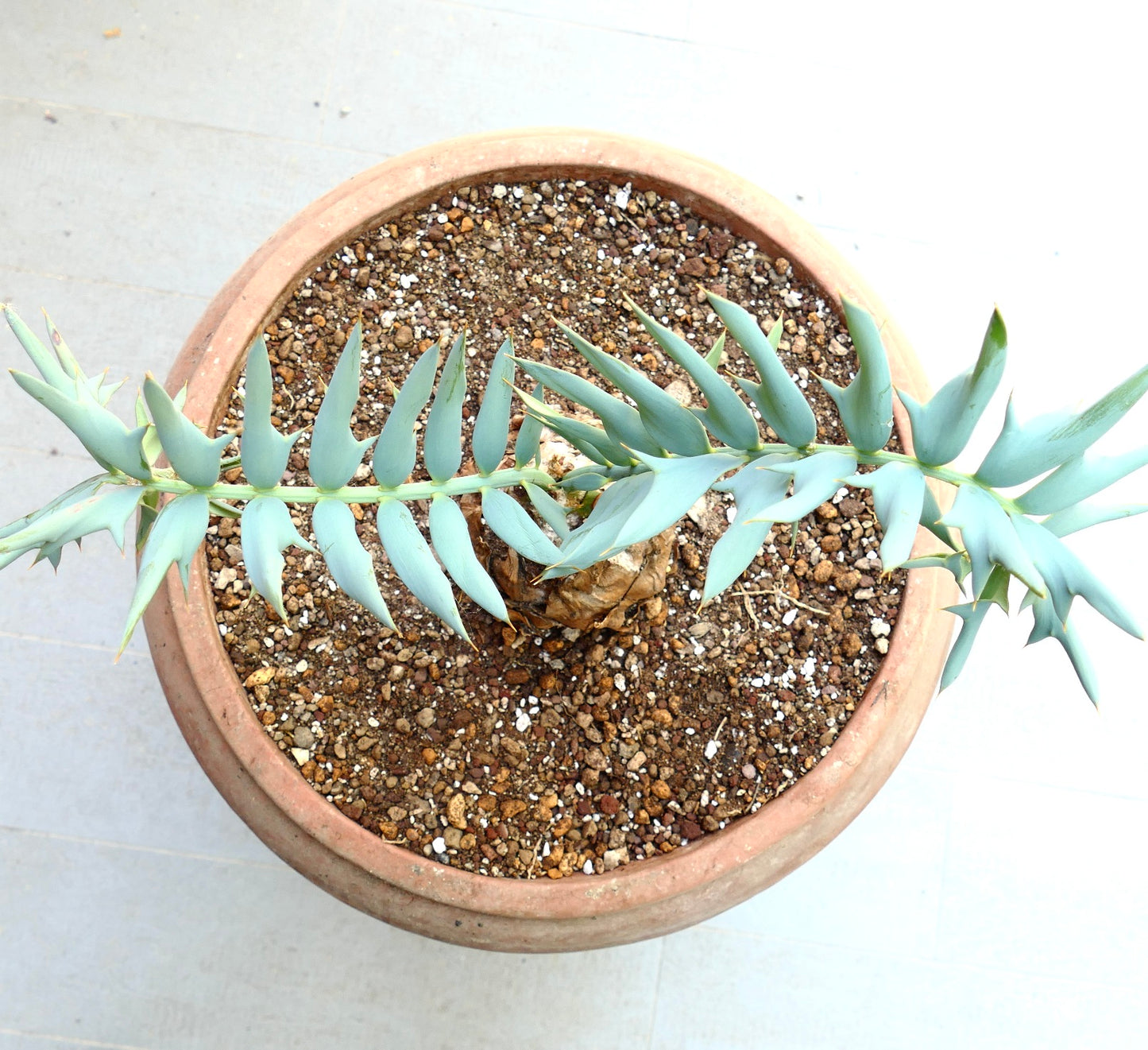 Encephalartos horridus rare succulent cycad with blue-green spiny leaves in terracotta pot