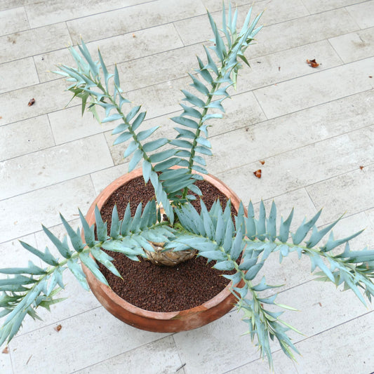 Encephalartos horridus 14cm x 12,5cm CAUDEX machio