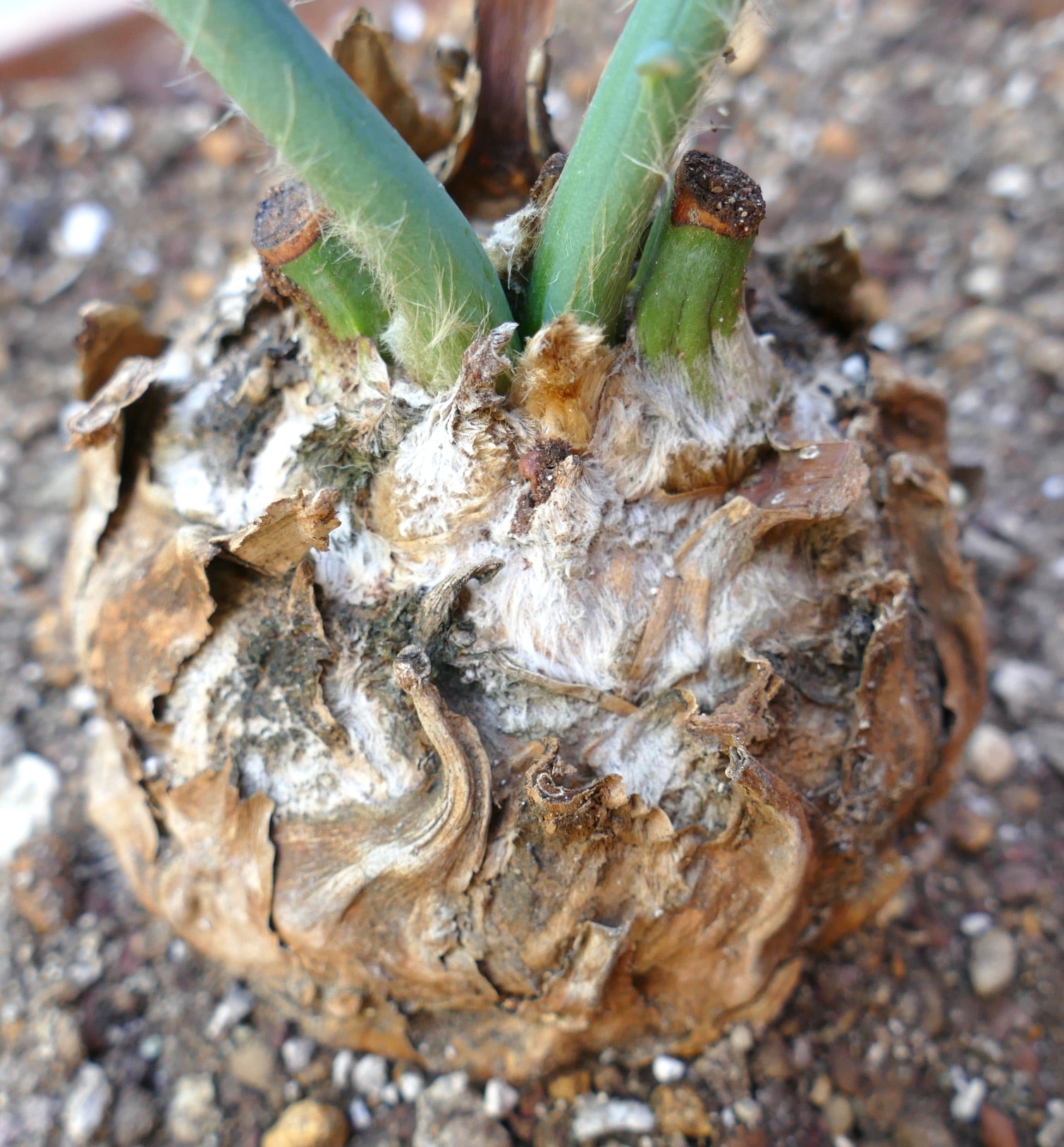 Encephalartos horridus rare cycad with textured brown caudex and emerging green shoots