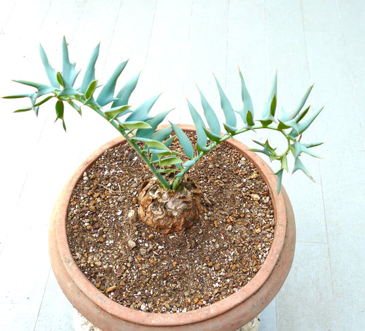 Encephalartos horridus rare cycad with blue-green spiny leaves and thick caudex in pot