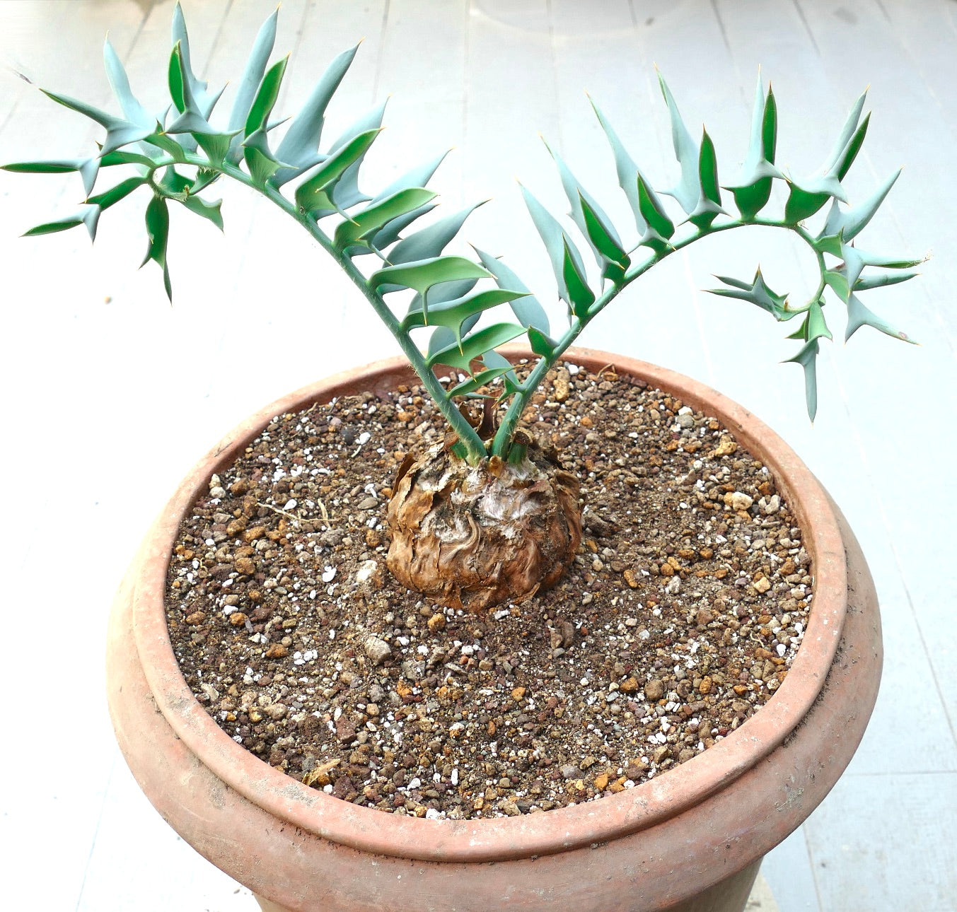 Encephalartos horridus rare cycad with spiky blue-green leaves and textured caudex in pot