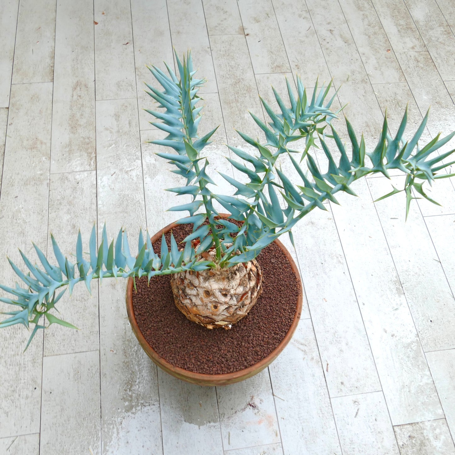 Encephalartos horridus 18,5cm x 16cm CAUDEX femmina