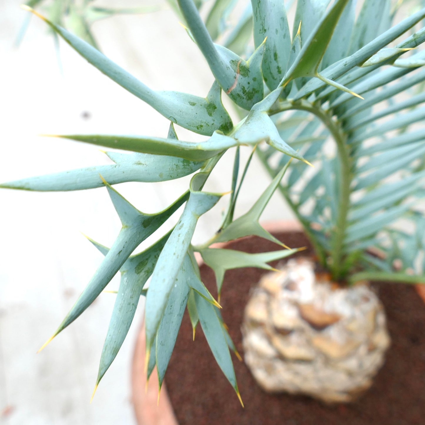 Encephalartos horridus 14cm x 12,5cm CAUDEX machio