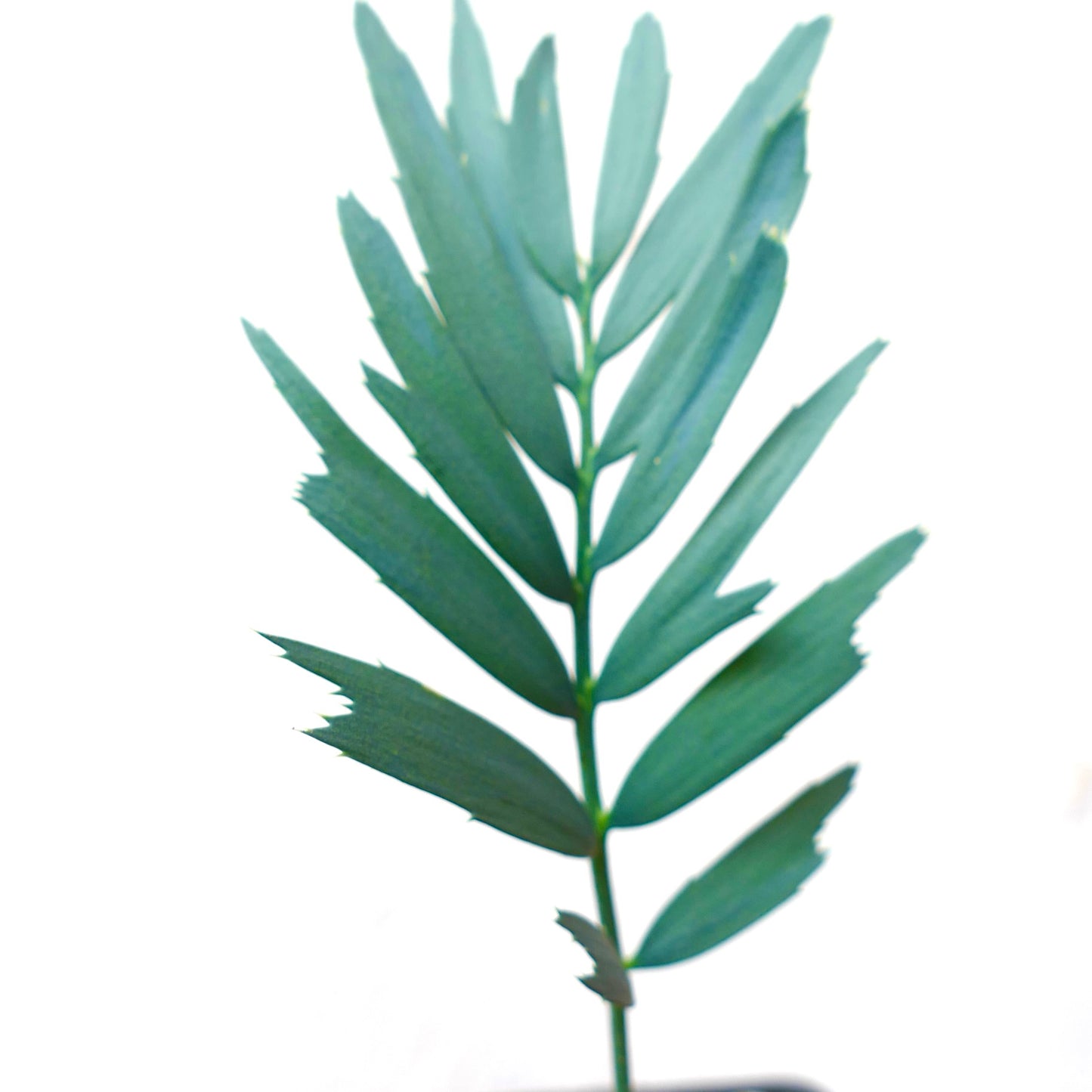 Encephalartos horridus, cycade rare aux feuilles bleu-vert rigides bordées d'épines