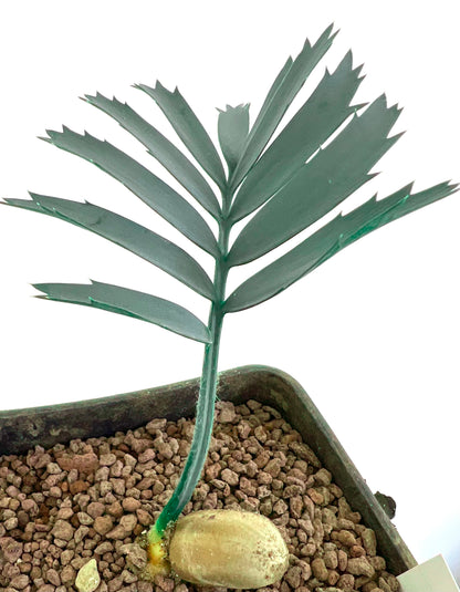 Encephalartos horridus (piantina ad 1 foglia)