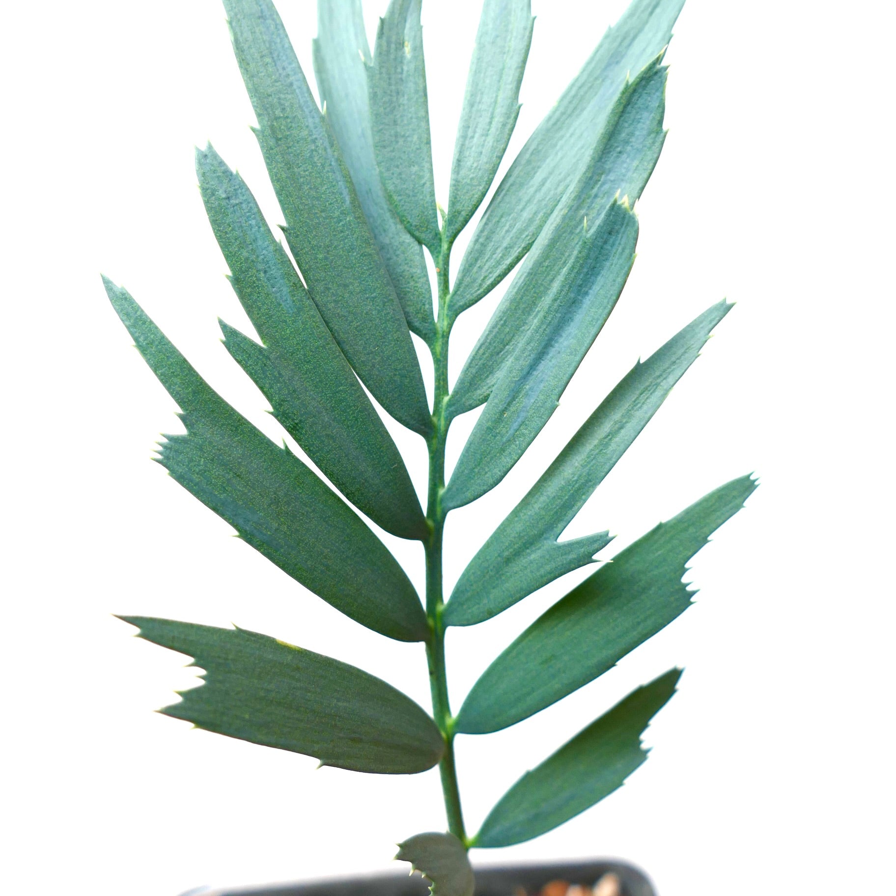 エンセファラルトス・ホリドゥス | Botanical Archive | コレクターの