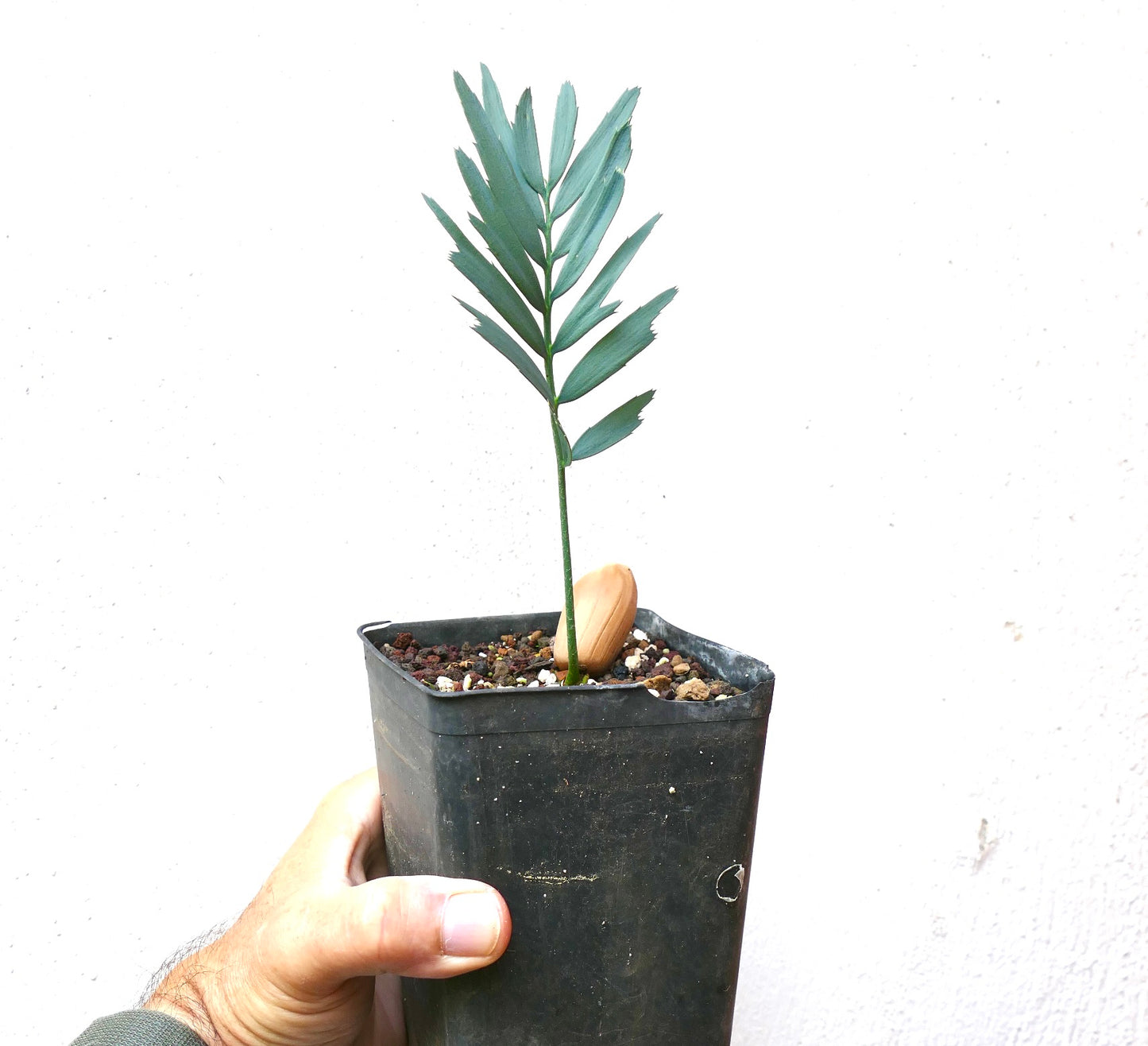 Jeune plant d'Encephalartos horridus avec des feuilles épineuses bleu-vert dans un pot noir