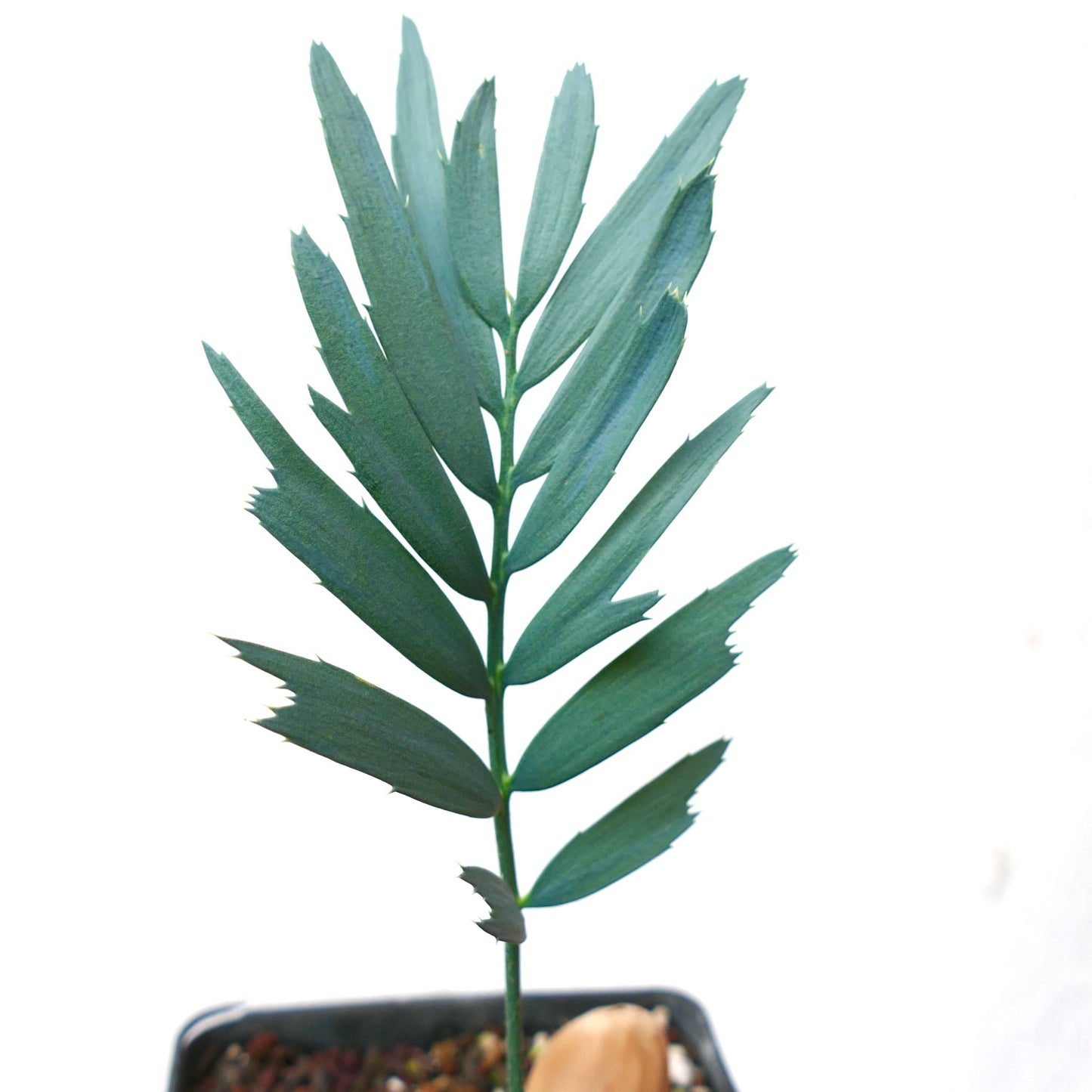 Encephalartos horridus, cycas rare aux feuilles rigides, vert foncé et bordées d’épines, en pot