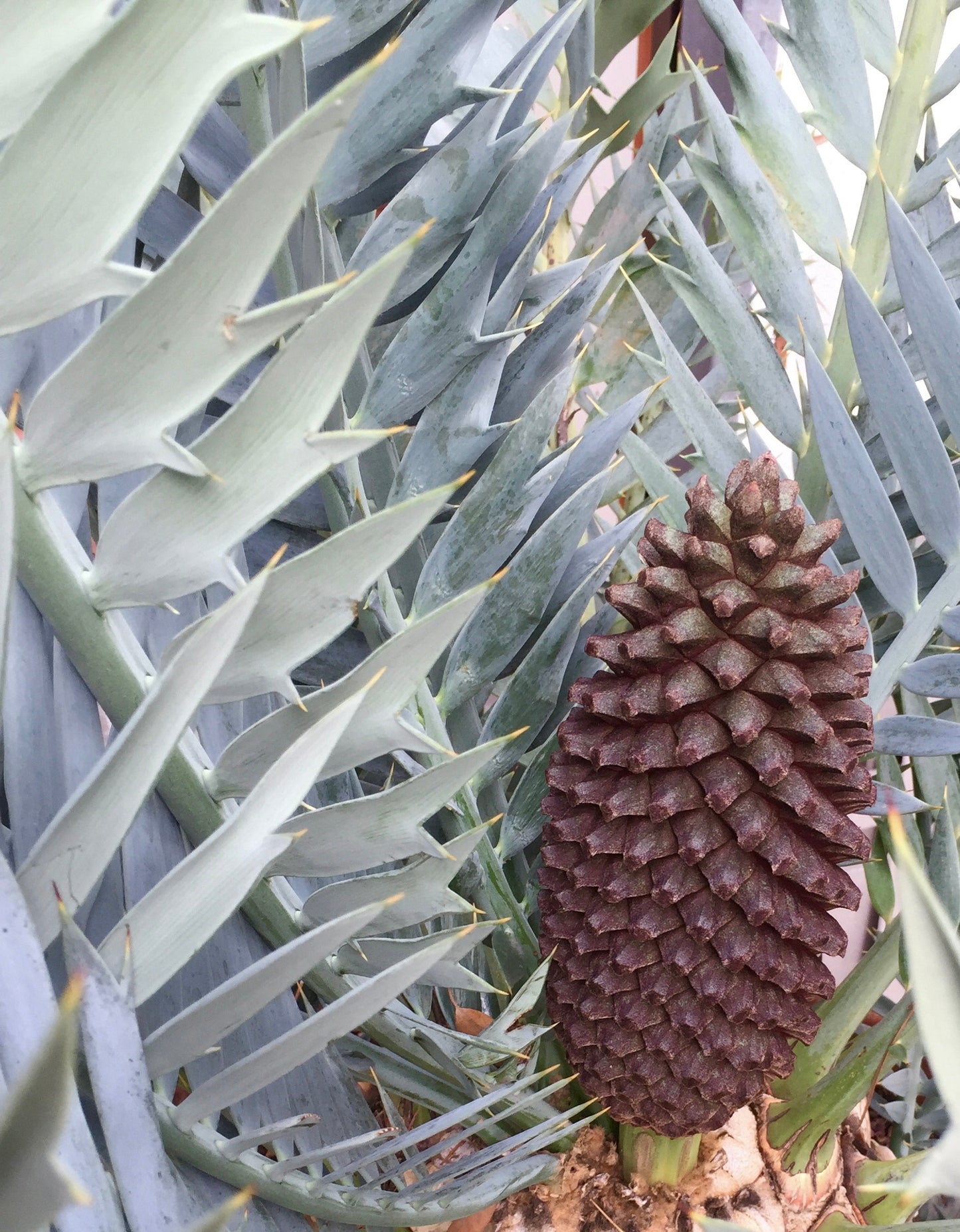 Encephalartos horridus with blue leaves and dark brown male cone