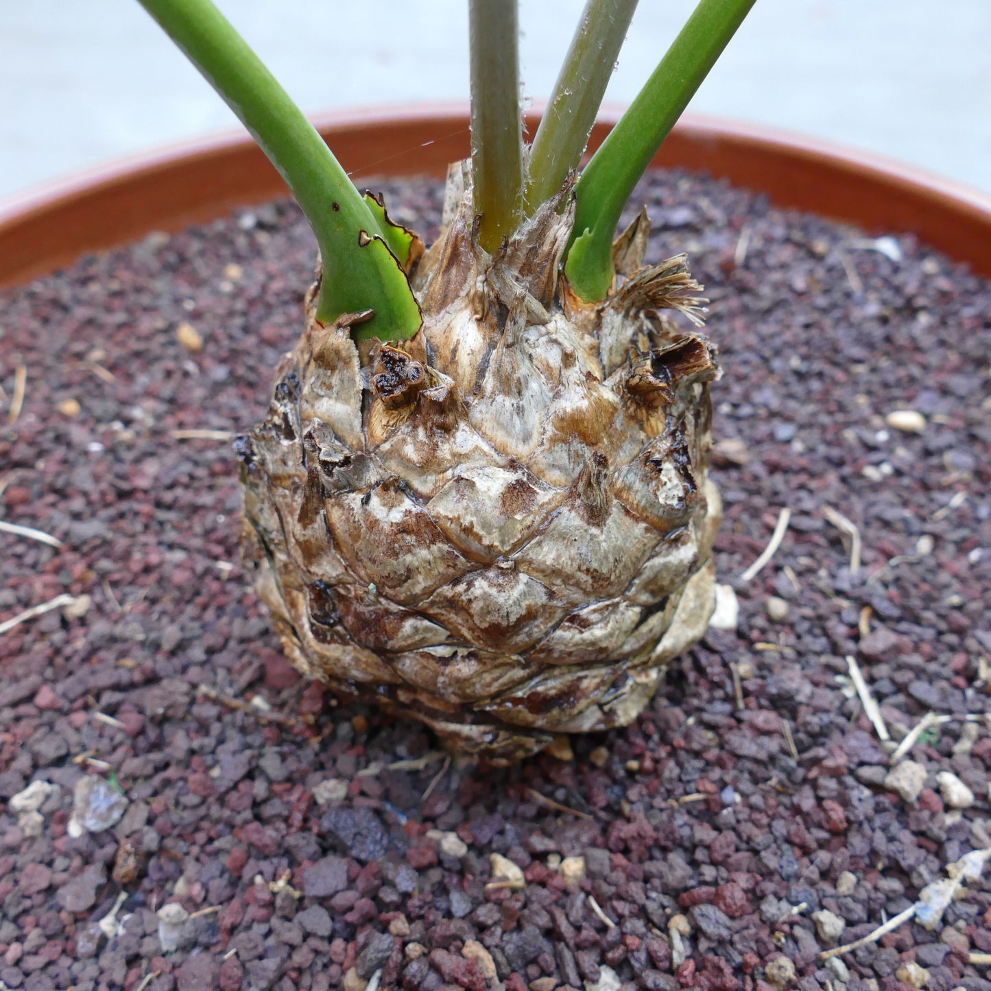 Encephalartos inopinus 9x10cm CAUDEX