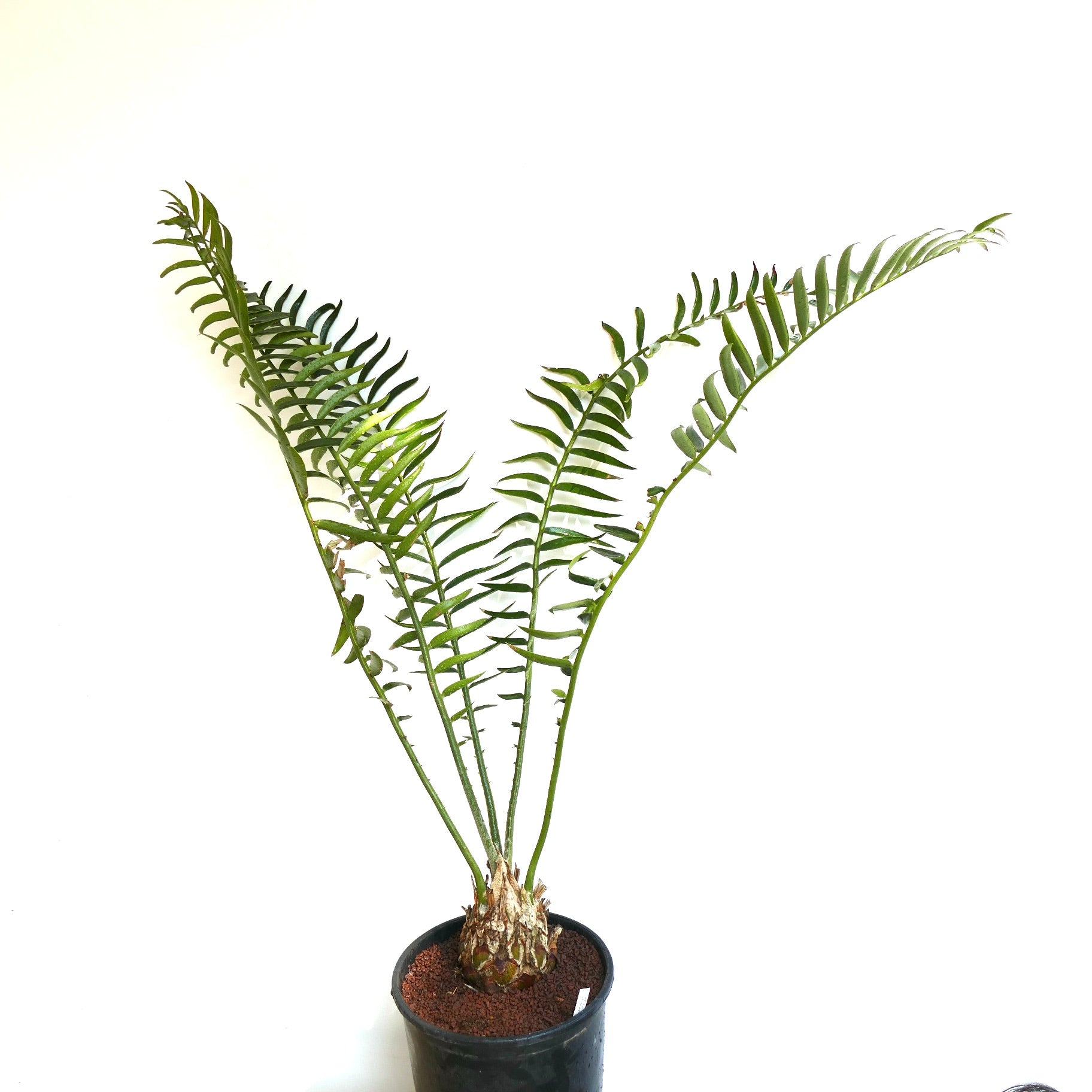 Encephalartos kisambo rare cycad with slender green leaflets and caudex in black pot