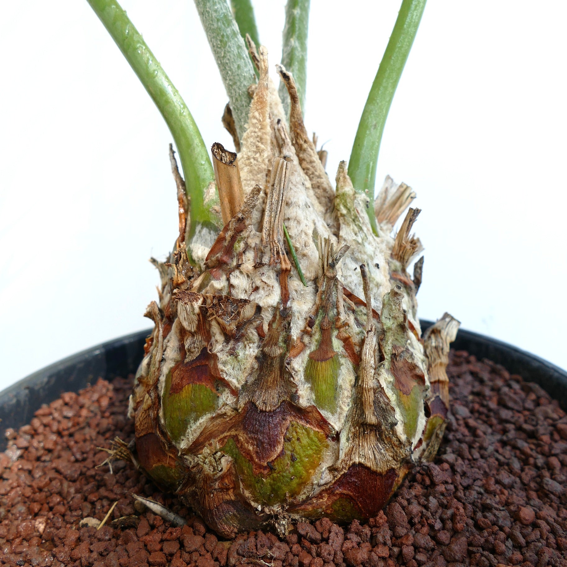 Encephalartos kisambo rare cycad with thick caudex and green stems in pot