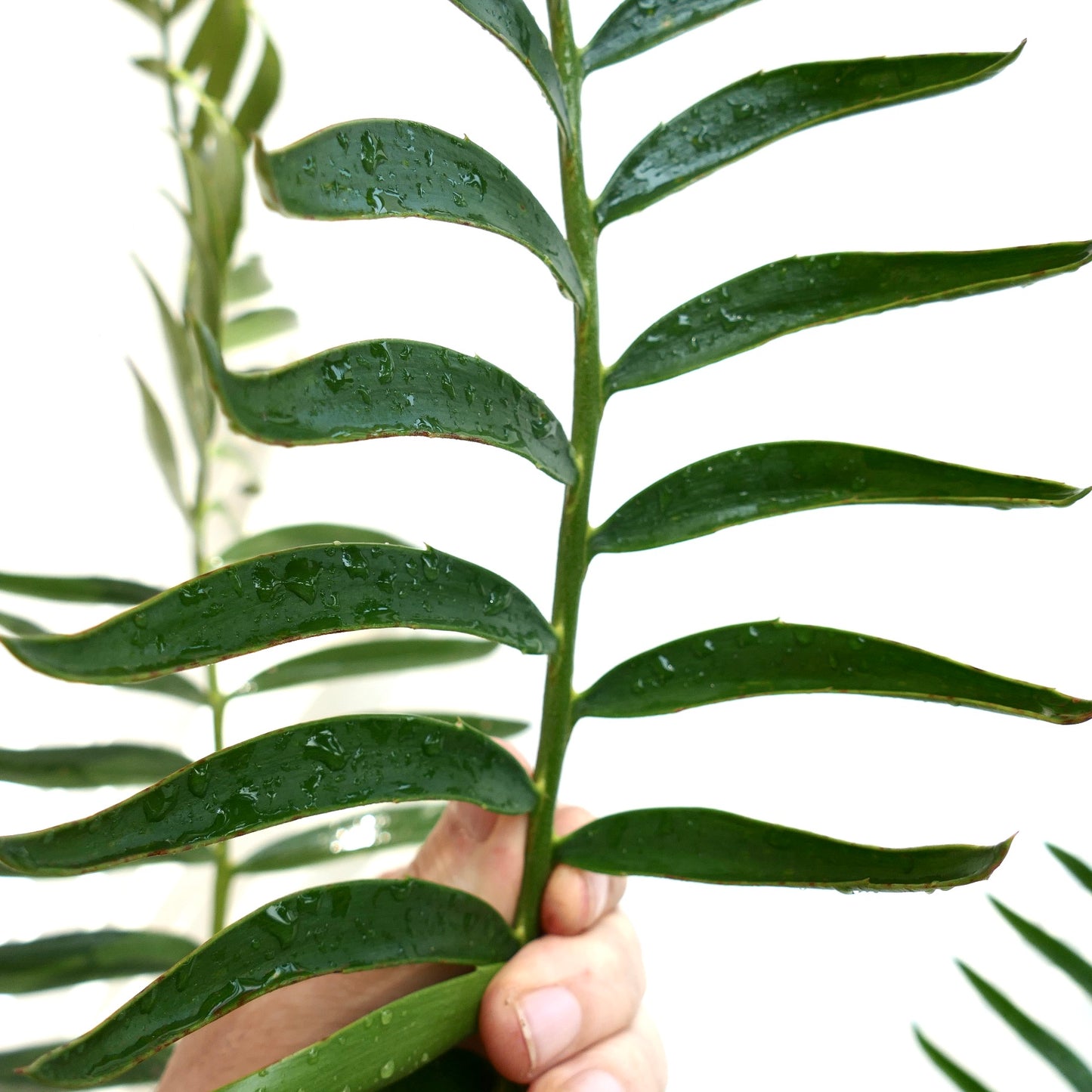 Encephalartos kisambo rare cycad with glossy green leaflets and water droplets