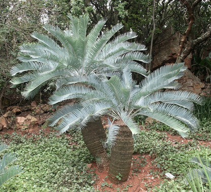 Encephalartos laevifolius (1cm seedling)