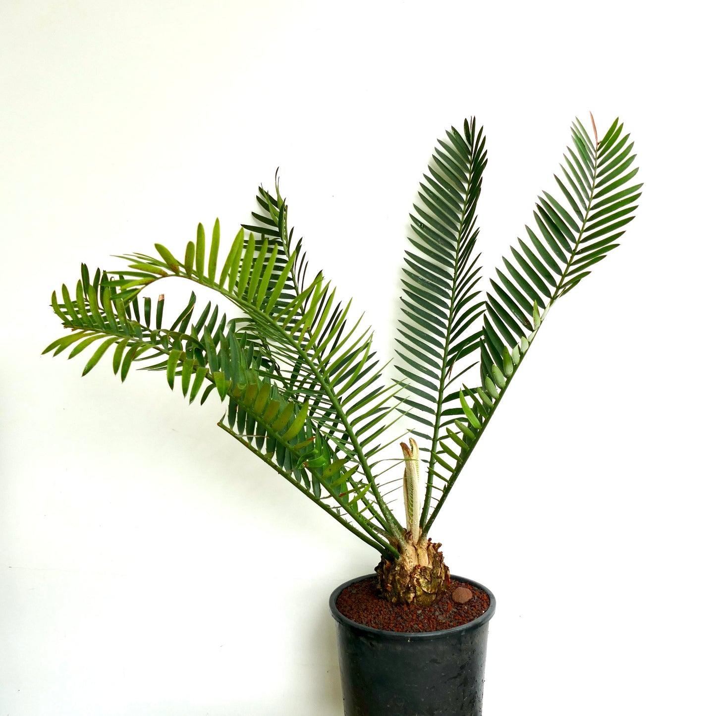 Encephalartos lebomboensis